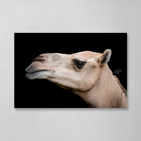 A fine art portrait of a camel face up close on black background portrait. Animal photography. Camel photography. Camel prints. Camel Canvases. Camel Art. Camel wall art. Camel gifts. 