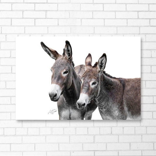 Two Donkeys on A White Background Fine Art Portrait on Country Chic Brick Wall. Donkey art. Donkey wall art. Donkey portrait. Donkey canvas. Animal Photography. Donkey gifts