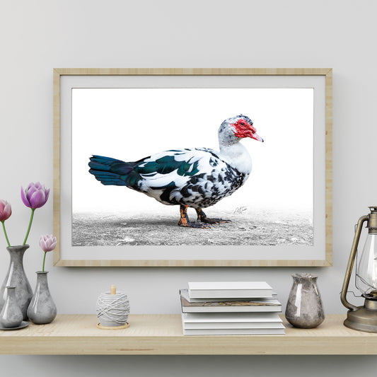 Muscovy Duck on white background print, animal photography featuring muscovy duck fine art portrait. Duck photography. Duck art. Duck wall art. Duck prints. Duck canvases. Duck gifts. Animal photography.