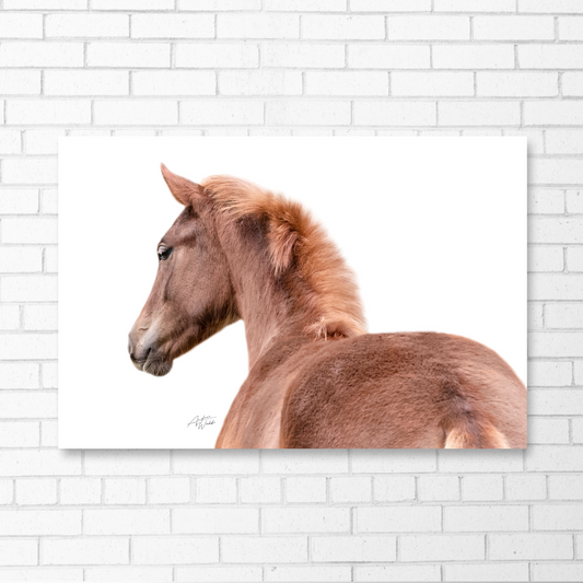 Horse foal artwork, horse foal fine art, horse foal on white background, foal prints and canvases, baby horse prints. Horse photography. Horse gifts. Horse canvas. Horse prints. Horse wall art.  Animal photography.