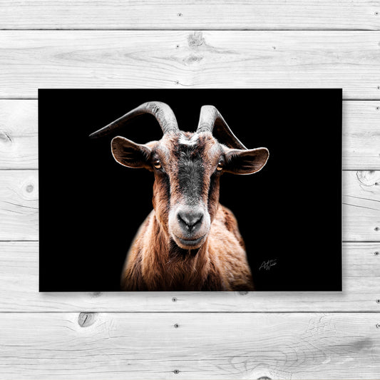Pygmy alpine goat on black background print, animal photography featuring pygmy alpine goat fine art portrait. Goat photography. Goat art. Goat prints. Goat canvases. Goat gifts. Goat wall art. Animal Photography.