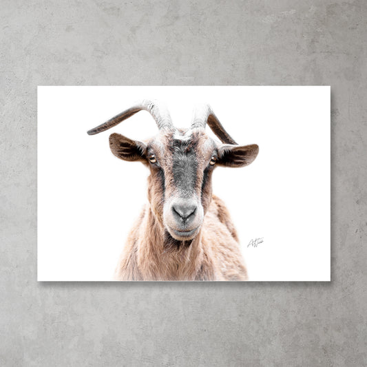 Pygmy Alpine Goat print, pygmy alpine goat fine art portrait canvas animal photography. Goat photography. Goat art. Goat prints. Goat canvases. Goat gifts. Goat wall art. Animal Photography.