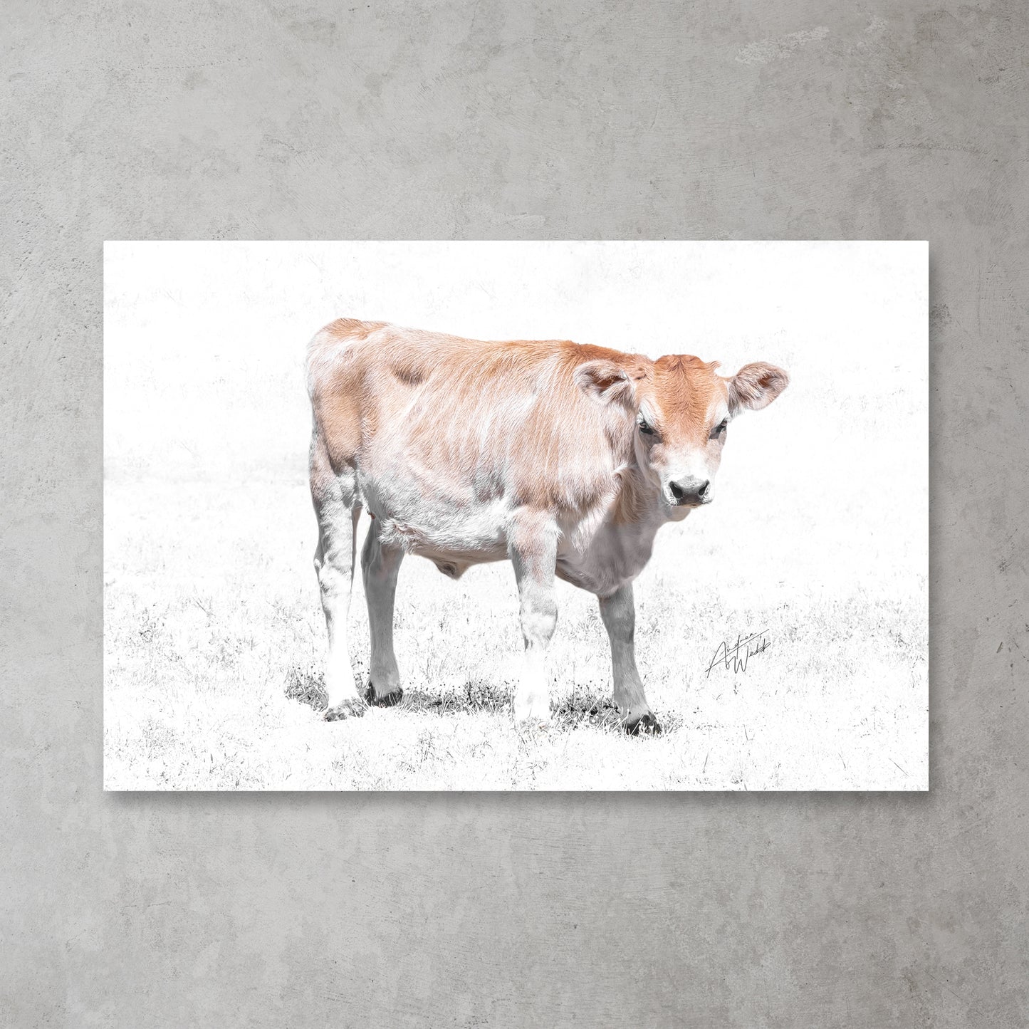 A Jersey Calf Heifer Cow in a White Background Field Fine Art Portrait. Cow art. Cow photography. Cow artwork. Cow wall art. Cow prints. Cow canvases. Cow gifts. Animal photography.