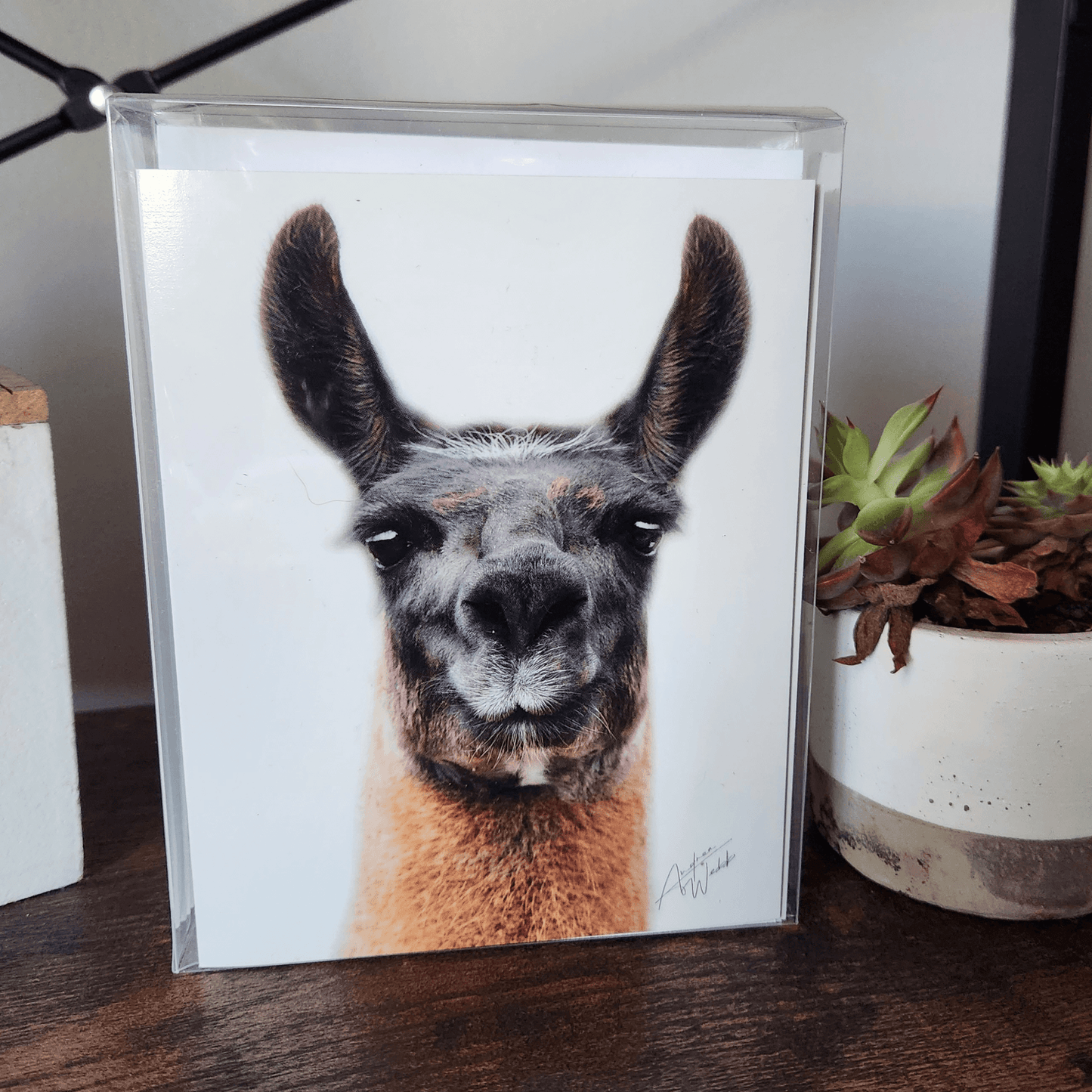 Llama Folded Notecards, Llama Notecard Set, Boxed Llama Notecards, White Background Llama Notecards, Llama Card Box Set, Llama Art Notecards, Llama Portrait Notecards, Animal Notecard Set, Llama Stationery, Llama Greeting Cards
