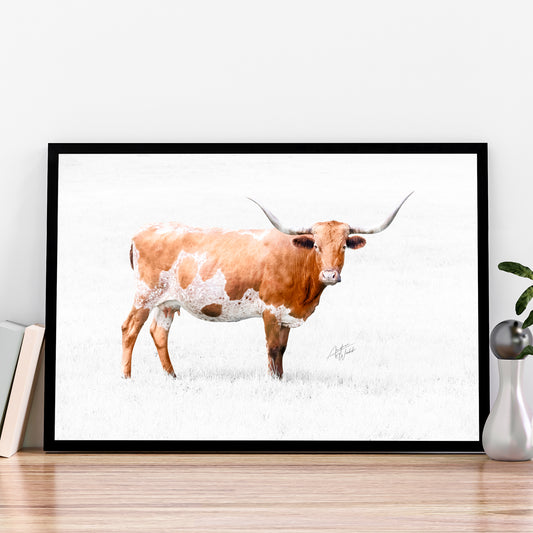 A longhorn heifer cow in a white background grass field fine art portrait in an office setting. Cow art. Cow photography. Cow artwork. Cow wall art. Cow prints. Cow canvases. Cow gifts. Animal photography.