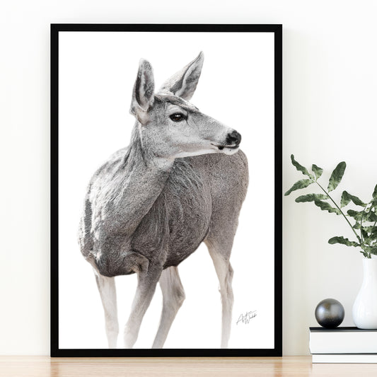 A beautiful mule deer doe featured on a white background. This Mule Deer doe portrait is available as a print, mounted print, standout print, and canvas. Mule deer photography. Mule deer art. Mule deer artwork. Mule deer prints. Mule deer canvases. Mule deer wall art. Mule deer gifts.