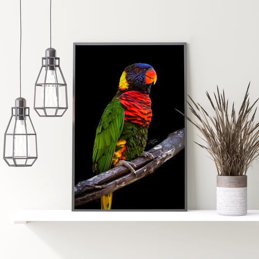 A rainbow lorikeet on a tree branch on a black background fine art portrait in a living room setting. Rainbow lorikeet photography. Rainbow lorikeet art. Rainbow lorikeet prints. Rainbow lorikeet canvases. Animal Photography.