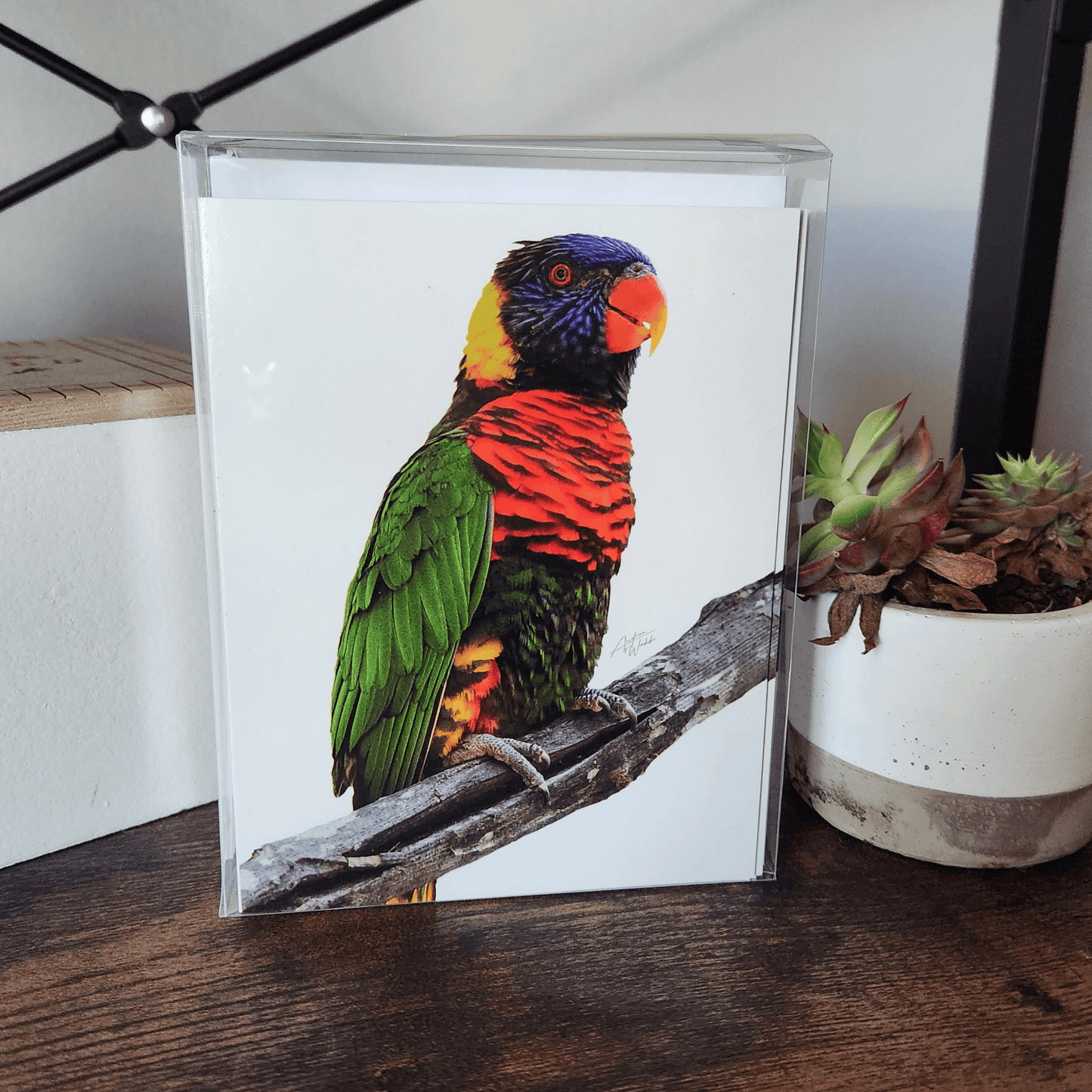 Rainbow Lorikeet Folded Notecard Card Boxed Set - Andrea Webb Photography