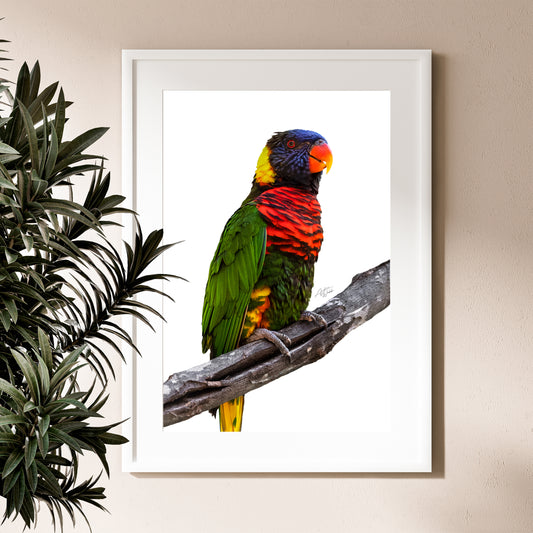 A rainbow lorikeet on a tree branch on a white background fine art portrait in a living room setting. Rainbow lorikeet photography. Rainbow lorikeet art. Rainbow lorikeet prints. Rainbow lorikeet canvases. Animal Photography.