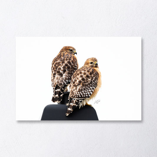 Red Shouldered Hawks pair on white background print. Fine art canvas of Red Shouldered Hawks pair. Hawk photography. Hawk art. Hawk prints. Hawk canvases. Hawk wall art. Animal Photography.