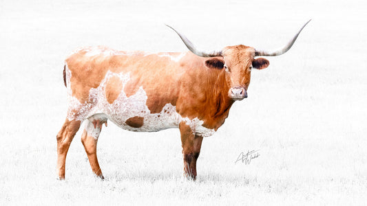 Minimalist Farm Animal Photography, Fine Art Prints for Rustic Décor, Longhorn Fine Art