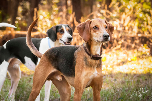 Dog Portrait in Savannah, GA – A stunning fine art dog portrait featuring a happy pup sitting among golden winter leaves, captured in Savannah, GA.