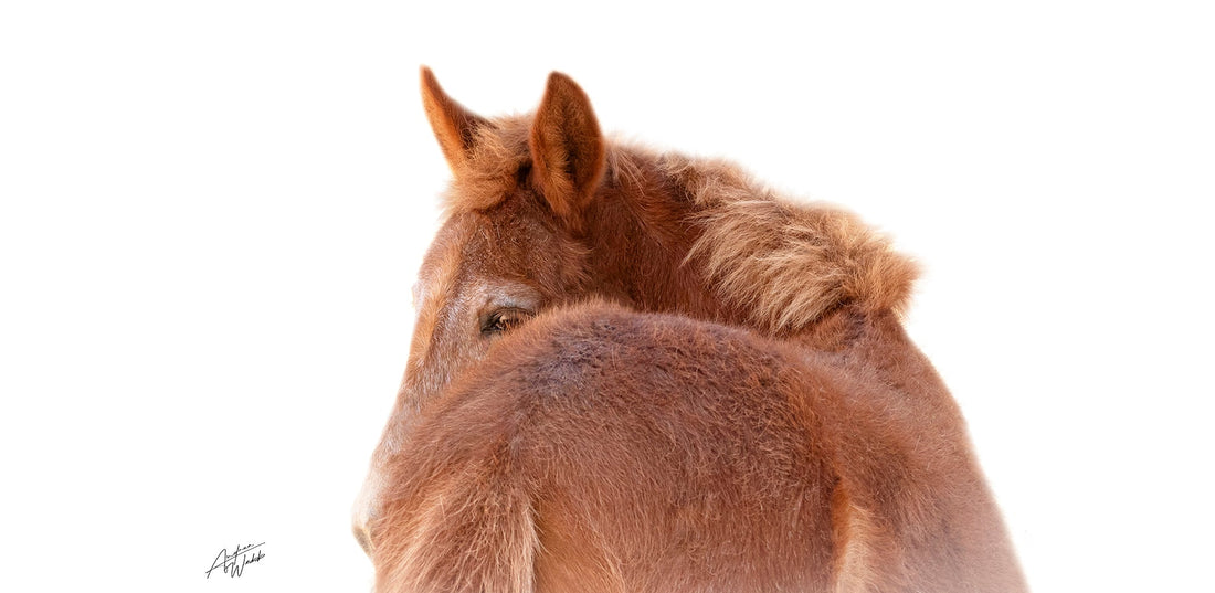 How to photograph a difficult horse: A minimally handled horse striking a beautiful pose in natural light.