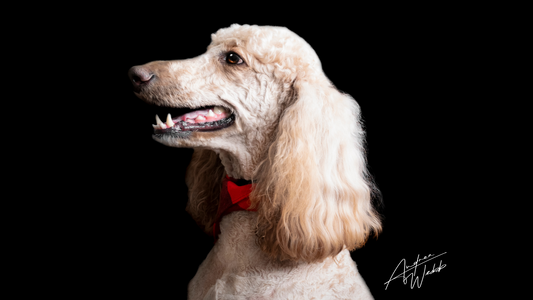 Host a pet portrait event in Statesboro, Savannah brewery events, Atlanta pet photo booths, Beaufort dog photography, Charleston pet-friendly events, pet portrait booths for businesses, dog photography pop-ups, brewery dog events.