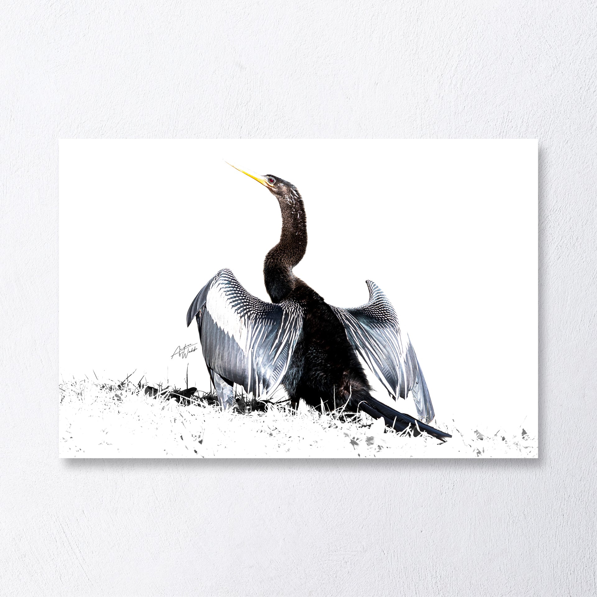 Anhinga bird white background fine art print, Sunning anhinga wildlife art print, Anhinga on white background artwork, Elegant anhinga bird fine art print, Contemporary anhinga print with white backdrop.