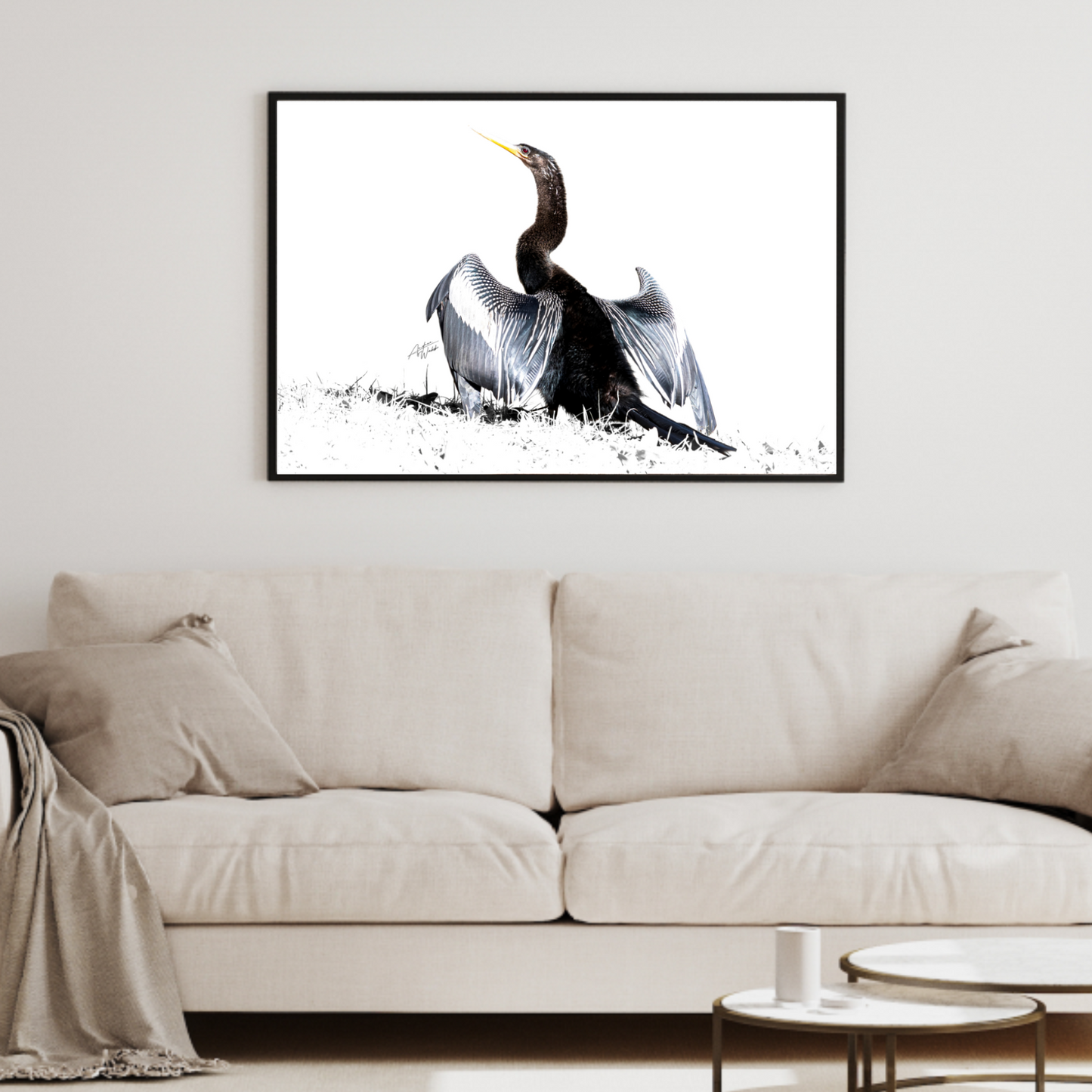 Anhinga bird white background fine art print, Sunning anhinga wildlife art print, Anhinga on white background artwork, Elegant anhinga bird fine art print, Contemporary anhinga print with white backdrop.