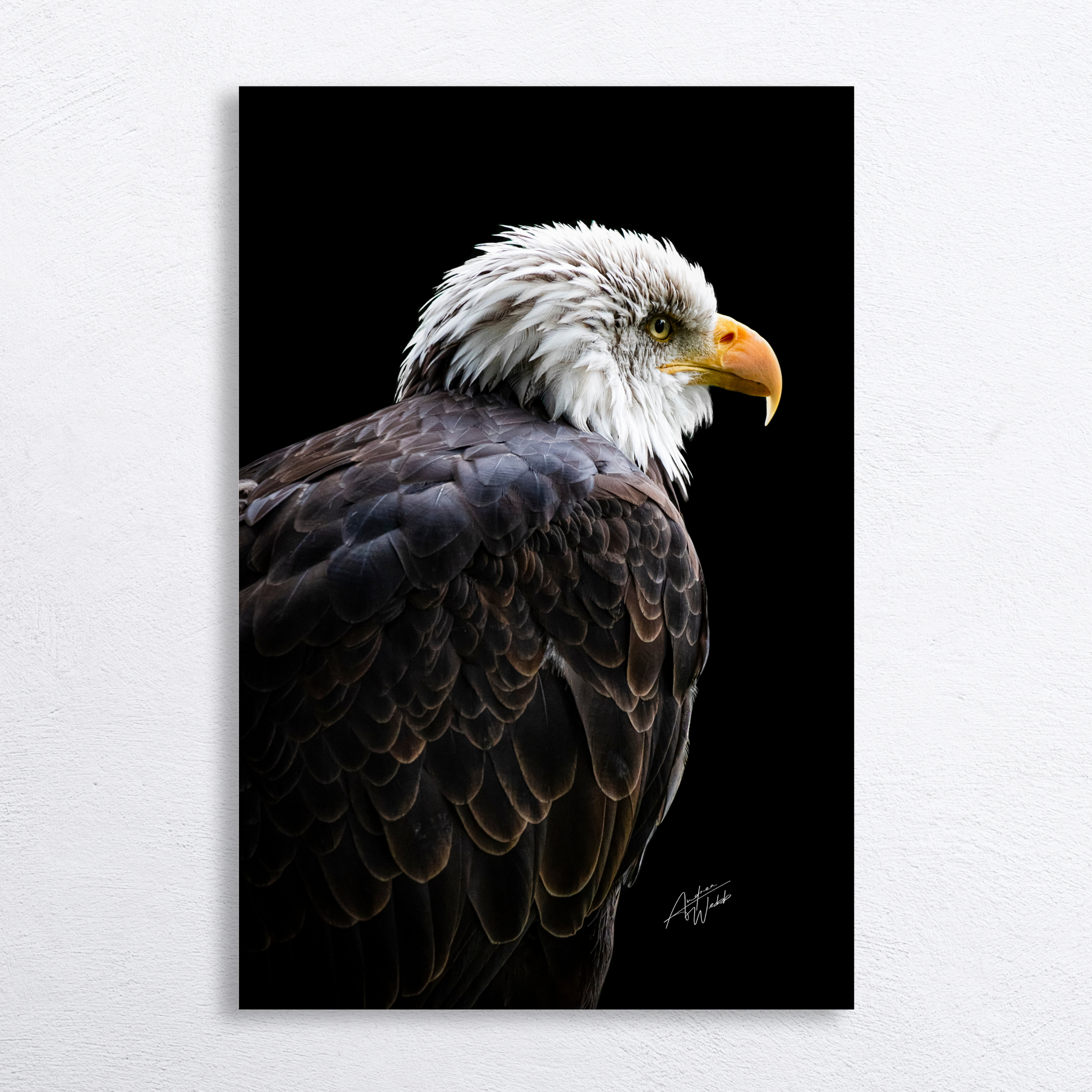 Bald eagle over-the-shoulder view on black background, fine art portrait.
Majestic bald eagle gazing into the distance, black background wildlife photography.
Bald eagle close-up, unique perspective, black background fine art print.
Powerful bald eagle portrait, detailed feathers, dramatic black backdrop.
Bald eagle with piercing gaze, symbolic wildlife art on black background.