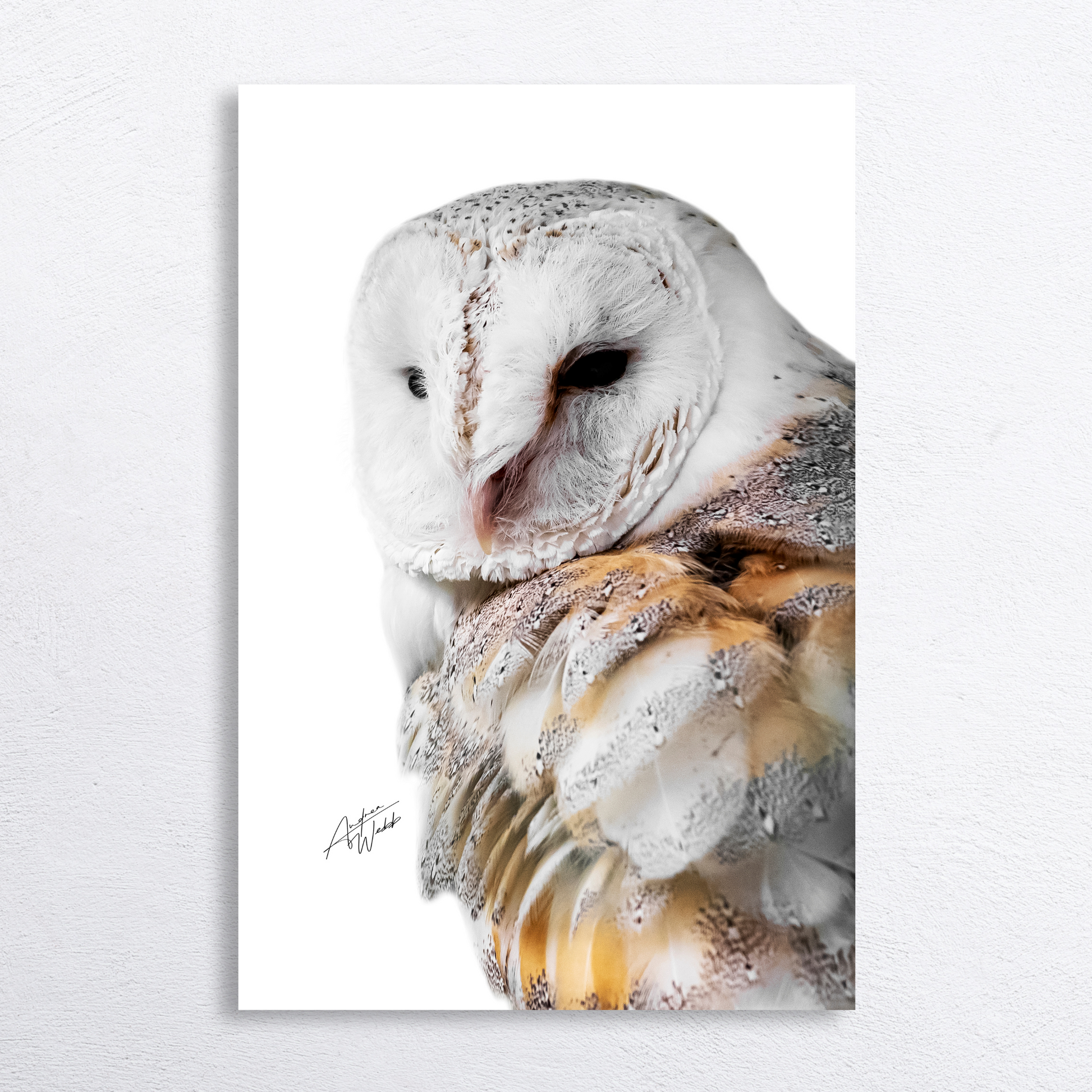 Barn owl side profile on white background, fine art wildlife portrait.
Elegant barn owl gazing towards the photographer, white backdrop.
Barn owl with intricate feather details, minimalist white background.
Serene barn owl fine art print, striking side-profile view on white.
Barn owl close-up with focused gaze, wildlife photography on white background.