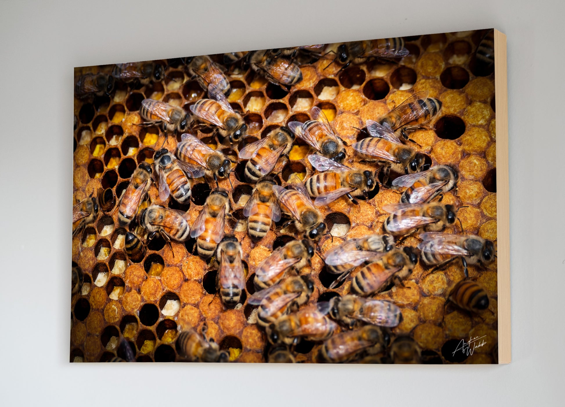 This honey bee portrait captures the industriousness of bees with capped brood. Honey Bee art. Honey bee wall art. Honey bee portrait. Honey bee prints. Animal Photography. Bee art. Bee artwork. Bee gifts. Bee prints. Bee canvases.this framed print is a perfect addition to your home. Honey Bee Art. Honey Bee Portraits. Honey Bee Wallart.