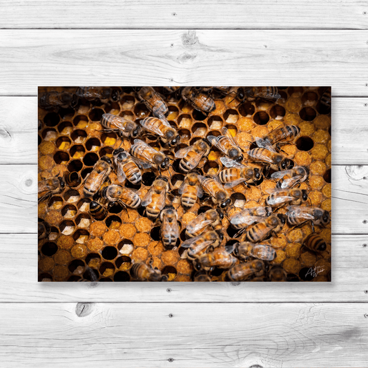 Honey Bees with Capped Brood Portrait - Andrea Webb Photography