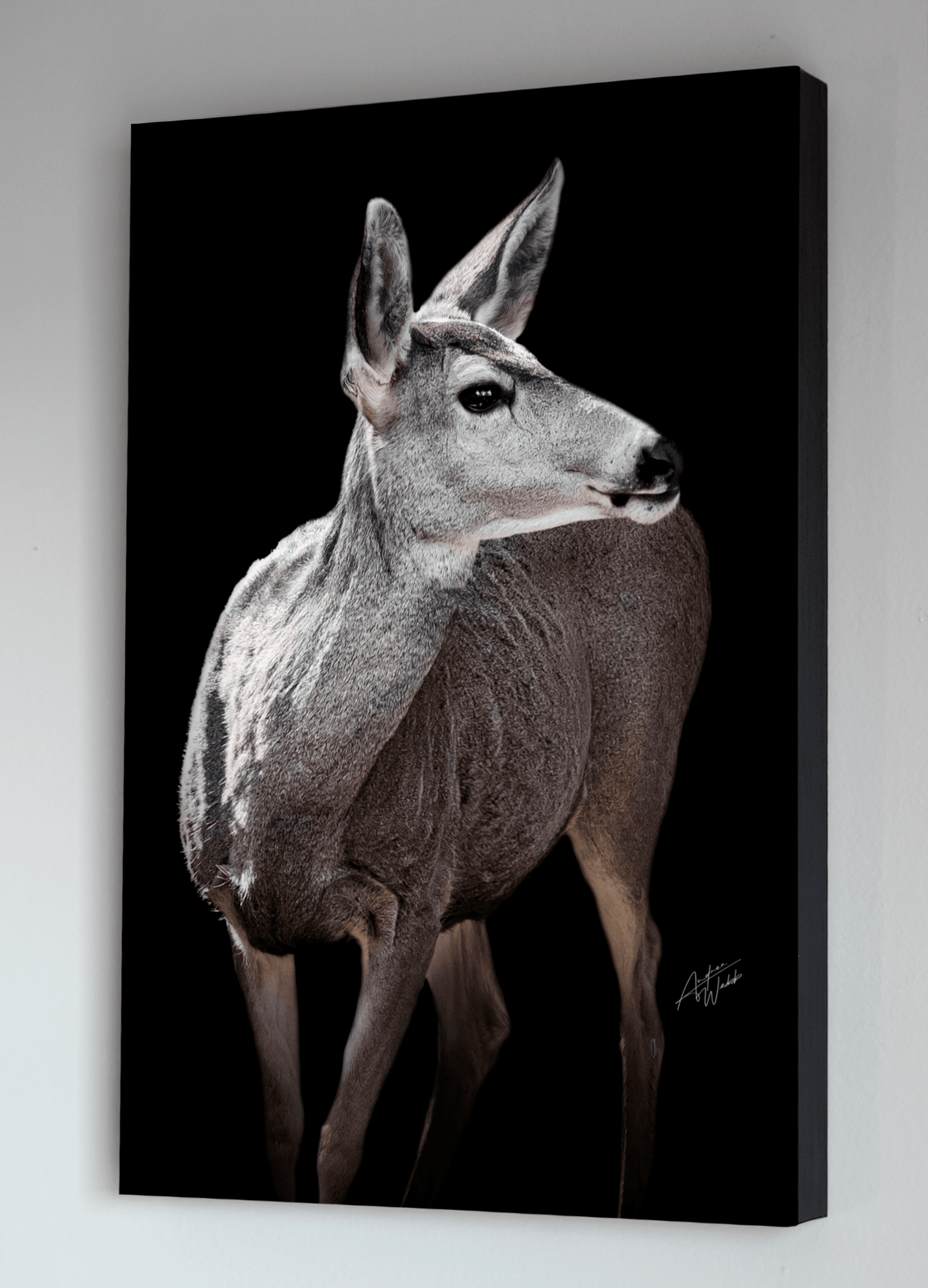 Mule Deer Doe on Black Background - Andrea Webb Photography