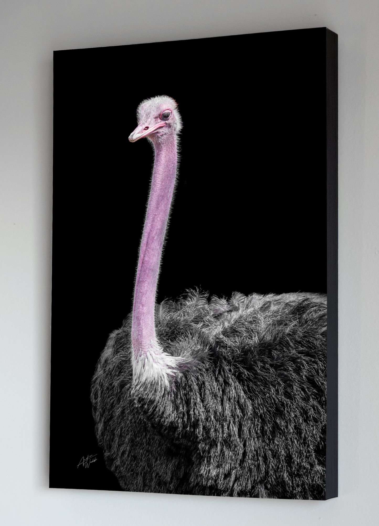 Ostrich face and partial body on a black background fine art portrait as living room decor. Ostrich photography. Ostrich art. Ostrich prints. Ostrich canvases. Ostrich wall art. Ostrich gifts. Animal Photography