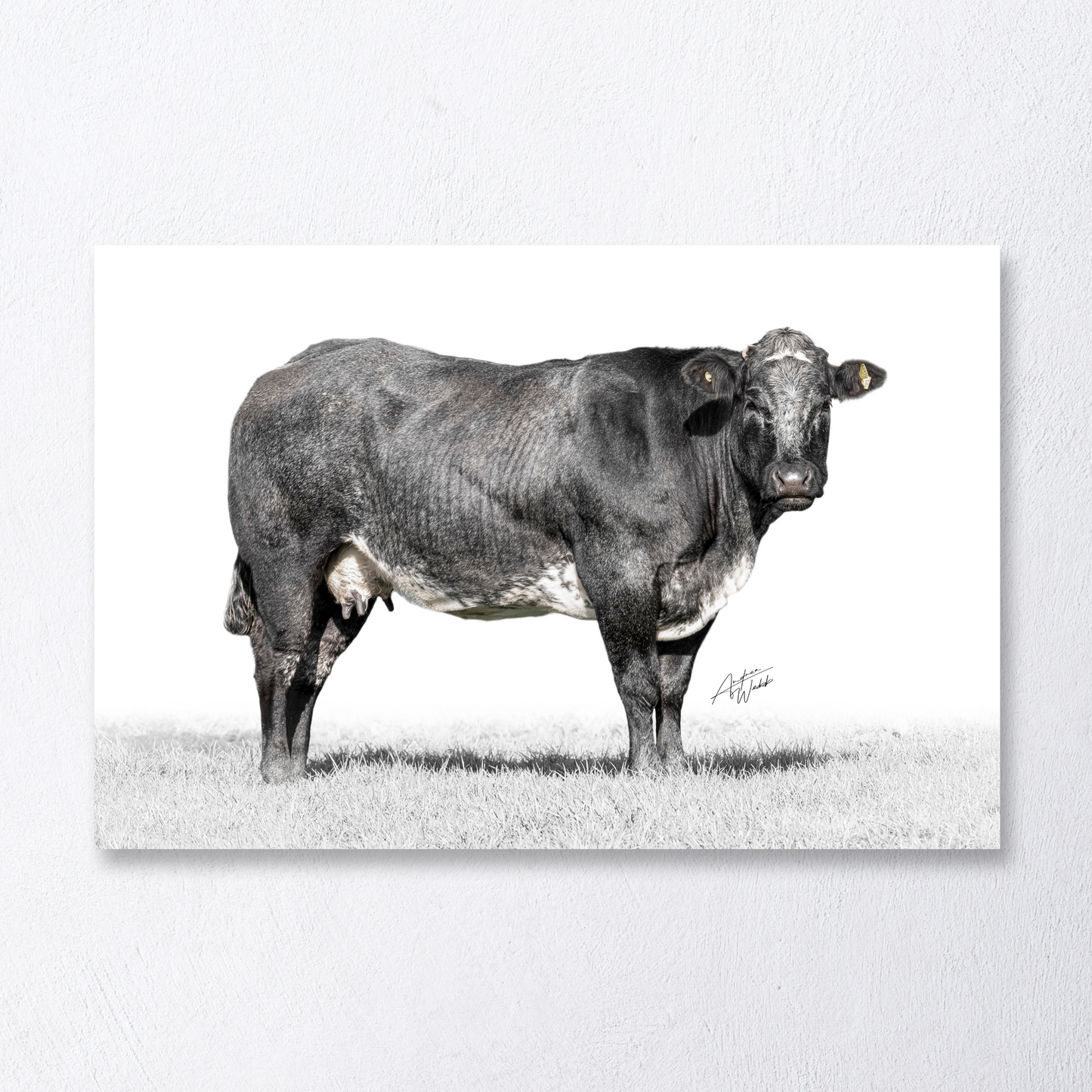 Blue Grey cow side profile portrait on white background, fine art.
Blue Grey cow looking towards the camera, minimalist white backdrop.
Fine art portrait of Blue Grey cow, desaturated grass, white background.
Blue Grey cow side profile, rustic charm on white background.
Minimalist Blue Grey cow portrait with desaturated grass, fine art print.