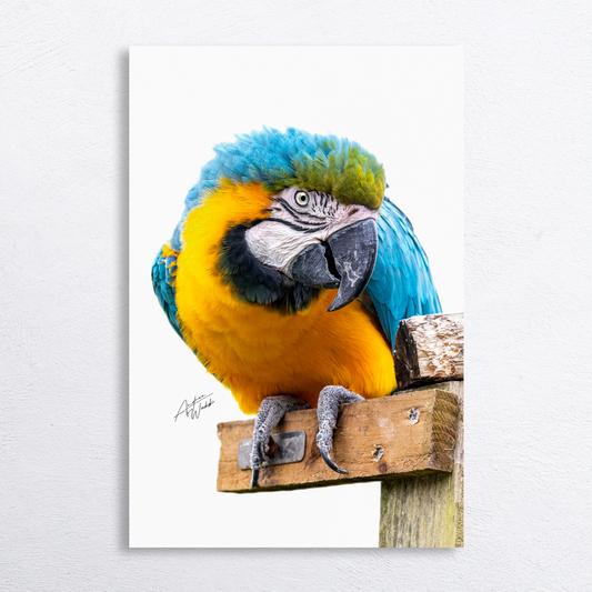 Blue and yellow macaw perched on white background, fine art portrait.
Vibrant blue and yellow macaw with curious expression, white backdrop.
Blue and yellow macaw close-up, tropical wildlife art on white background.
Perched macaw with striking plumage, minimalist white background decor.
Tropical blue and yellow macaw fine art print, elegant avian wildlife photography.