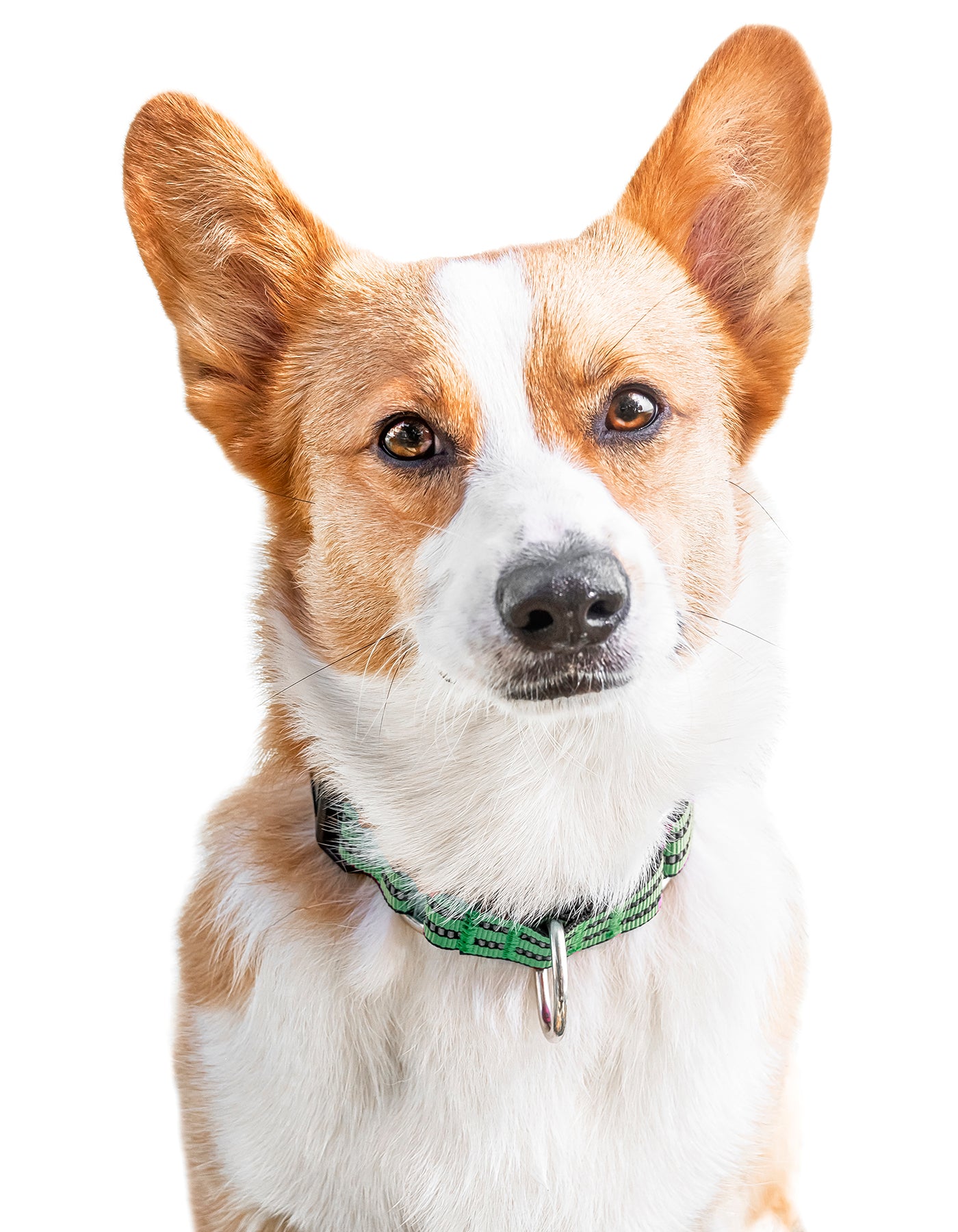 dog photographers in Georgia, black background dog photography in Georgia, black background dog photography near Savannah