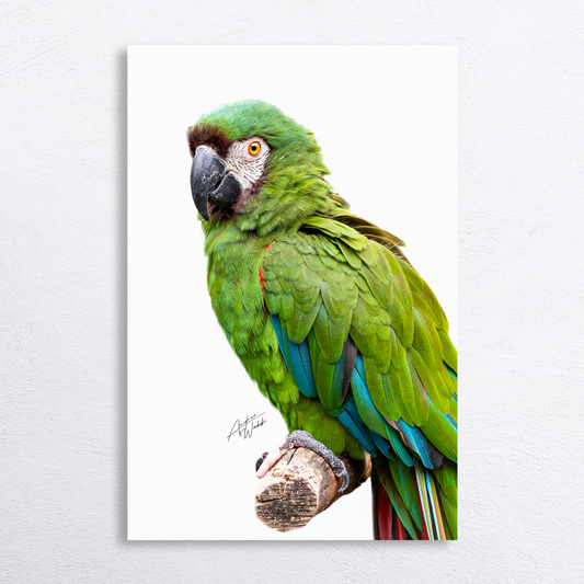 Chestnut-fronted macaw perched on white background, fine art portrait.
Vibrant chestnut-fronted macaw with rich green and blue feathers, white backdrop.
Macaw perched gracefully, showcasing personality, white background photography.
Tropical chestnut-fronted macaw portrait, bold wildlife art on white backdrop.
Chestnut-fronted macaw close-up, colorful feathers, clean white background.