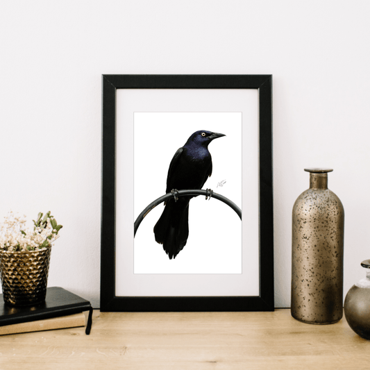 Common Grackle Print, Grackle Art Print, White Background Grackle, Common Grackle Portrait, Bird Photography, Common Grackle Artwork, Elegant Bird Print, Grackle on White Background, Bird Fine Art