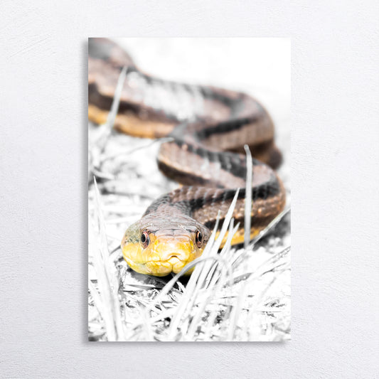 Eastern Rat Snake Print, Rat Snake Art Print, White Background Snake, Eastern Rat Snake Portrait, Snake Photography, Rat Snake Artwork, Eastern Rat Snake Close-Up, Snake on White Background