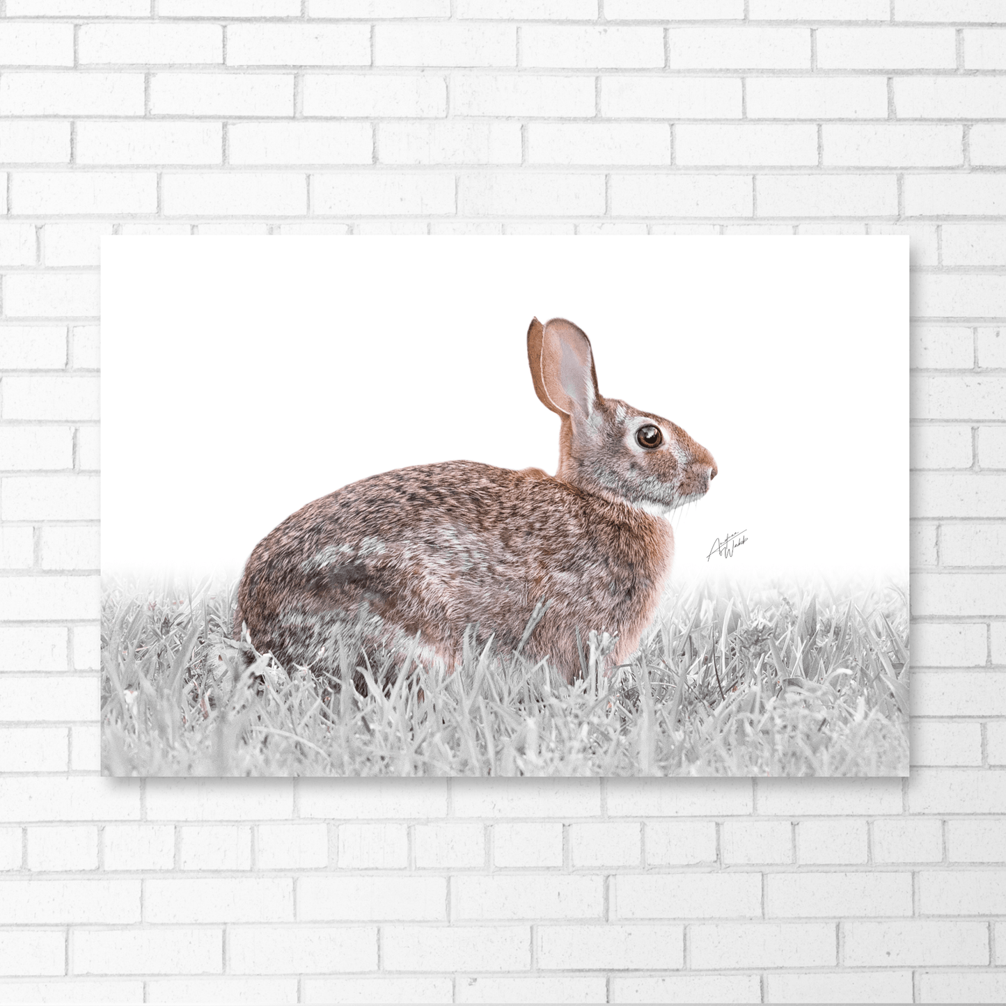 Eastern Cottontail Print, Cottontail Art Print, White Background Rabbit, Eastern Cottontail Portrait, Rabbit Photography, Cottontail Artwork, Eastern Cottontail Close-Up, Rabbit on White Background