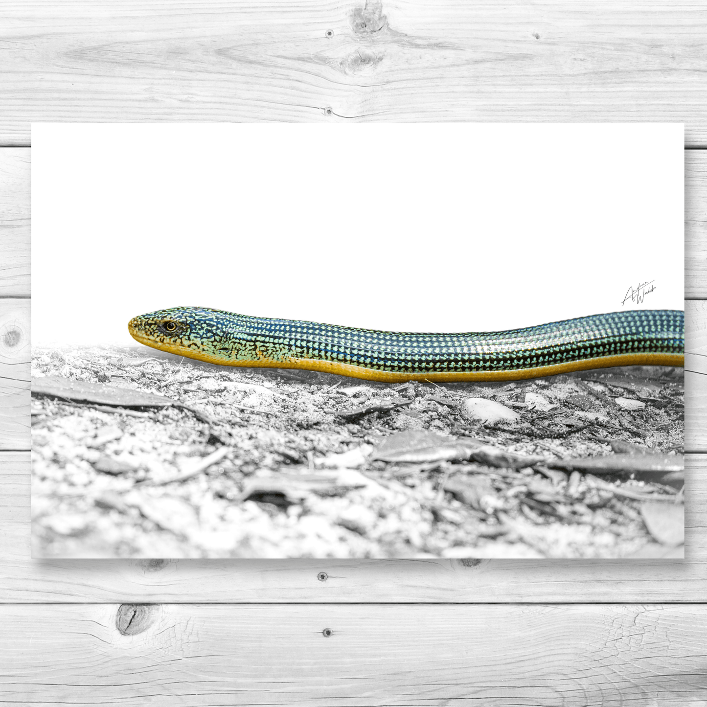 Eastern Glass Lizard Print, Glass Lizard Art Print, White Background Lizard, Eastern Glass Lizard Portrait, Lizard Photography, Glass Lizard Artwork, Eastern Glass Lizard Close-Up, Lizard on White Background