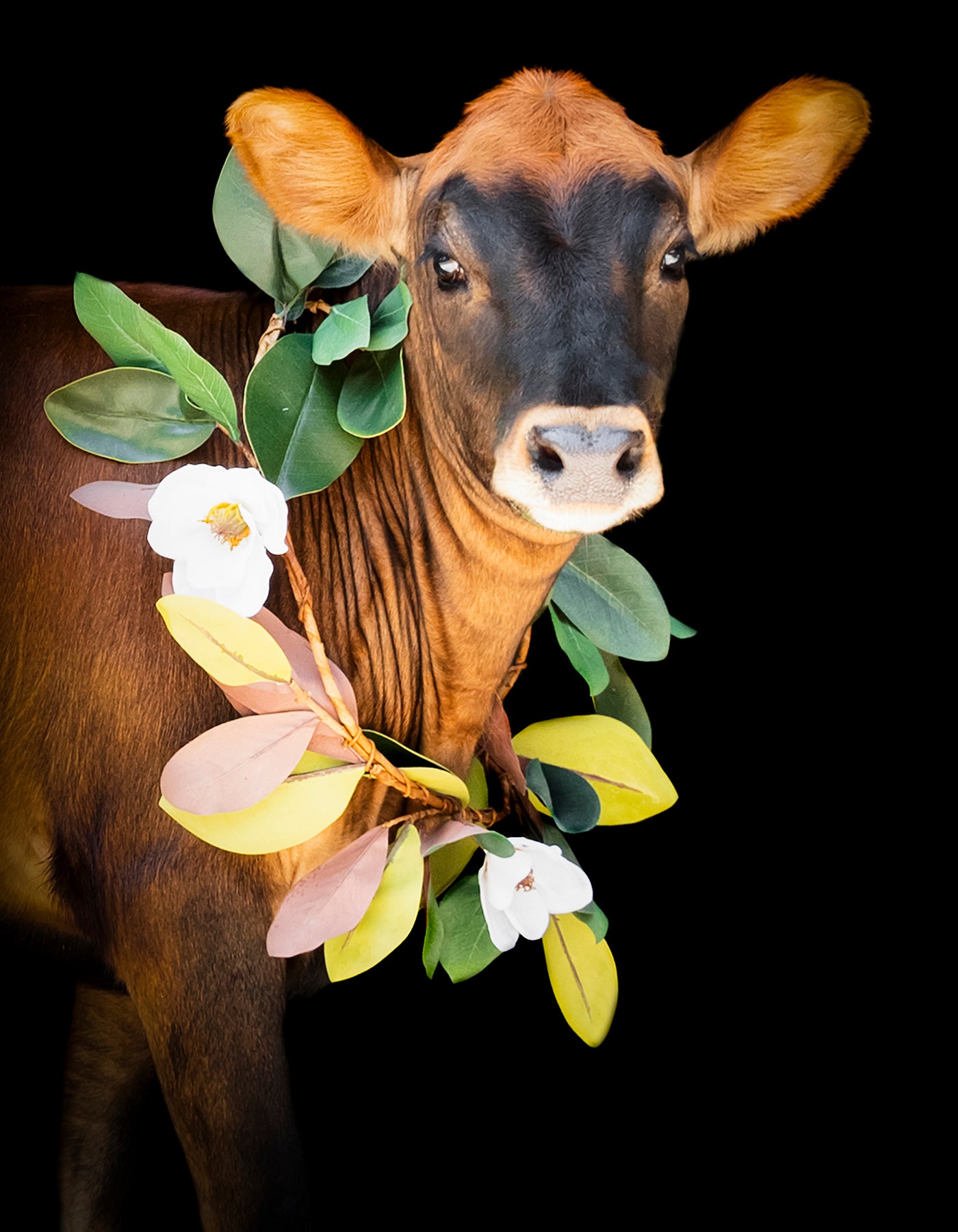 Georgia livestock photographer, livestock photography in Georgia, Livestock Fine Art Photographer in Georgia