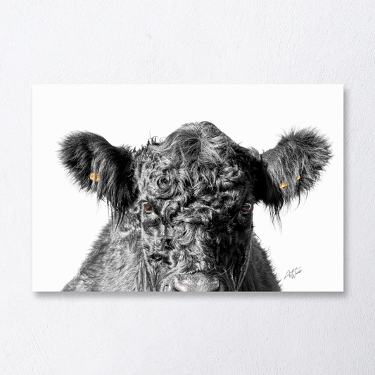 Galloway cow close-up portrait on white background, fine art photography.
Young Galloway cow looking curiously, minimalist white backdrop.
Close-up of Galloway cow, half face visible from nose up, white background.
Galloway cow fine art print, curious gaze on clean white background.
Expressive young Galloway cow portrait, minimalist art style.