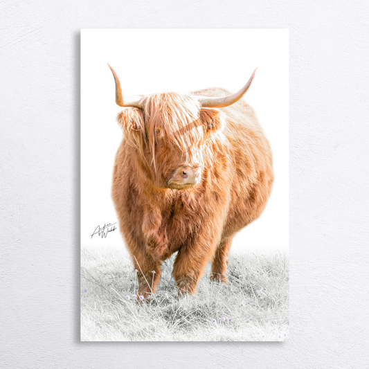 Highland cow standing in grass, gazing into the distance, white background.
Gazing Highland cow portrait, rustic fine art on white backdrop.
Majestic Highland cow in grass, Scottish-inspired wildlife photography.
Highland cow with shaggy coat and horns, gazing calmly, white background.
Gazing Highland cow fine art print, serene countryside decor.