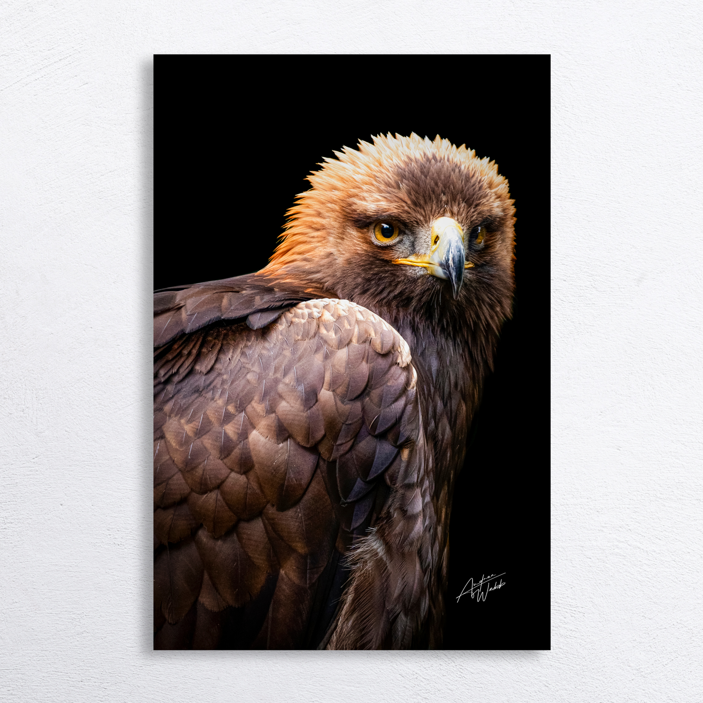 Golden eagle from behind, gazing over its shoulder, black background.
Golden eagle portrait, majestic wildlife art on black backdrop.
Golden eagle with detailed feathers, looking over its shoulder, fine art print.
Powerful golden eagle in profile, minimalist black background photography.
Golden eagle fine art portrait, dark background, bold wildlife photography.