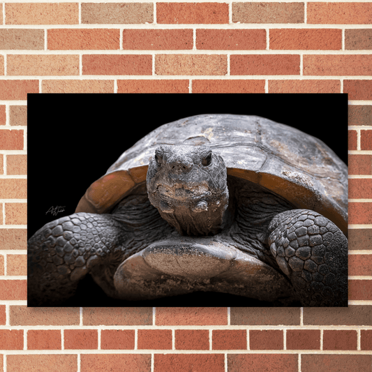 Gopher Tortoise Print, Tortoise Art Print, Black Background Tortoise, Gopher Tortoise Portrait, Tortoise Photography, Tortoise Artwork, Gopher Tortoise Close-Up