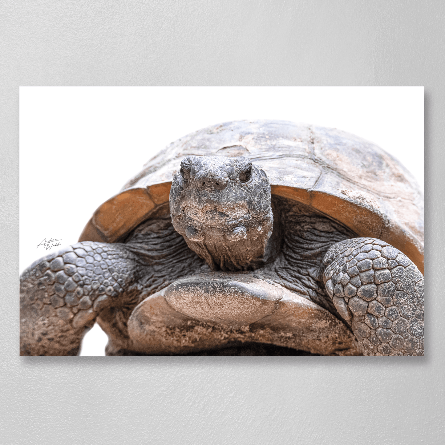 Gopher Tortoise Print, Tortoise Art Print, White Background Tortoise, Gopher Tortoise Portrait, Tortoise Photography, Tortoise Artwork, Gopher Tortoise Close-Up