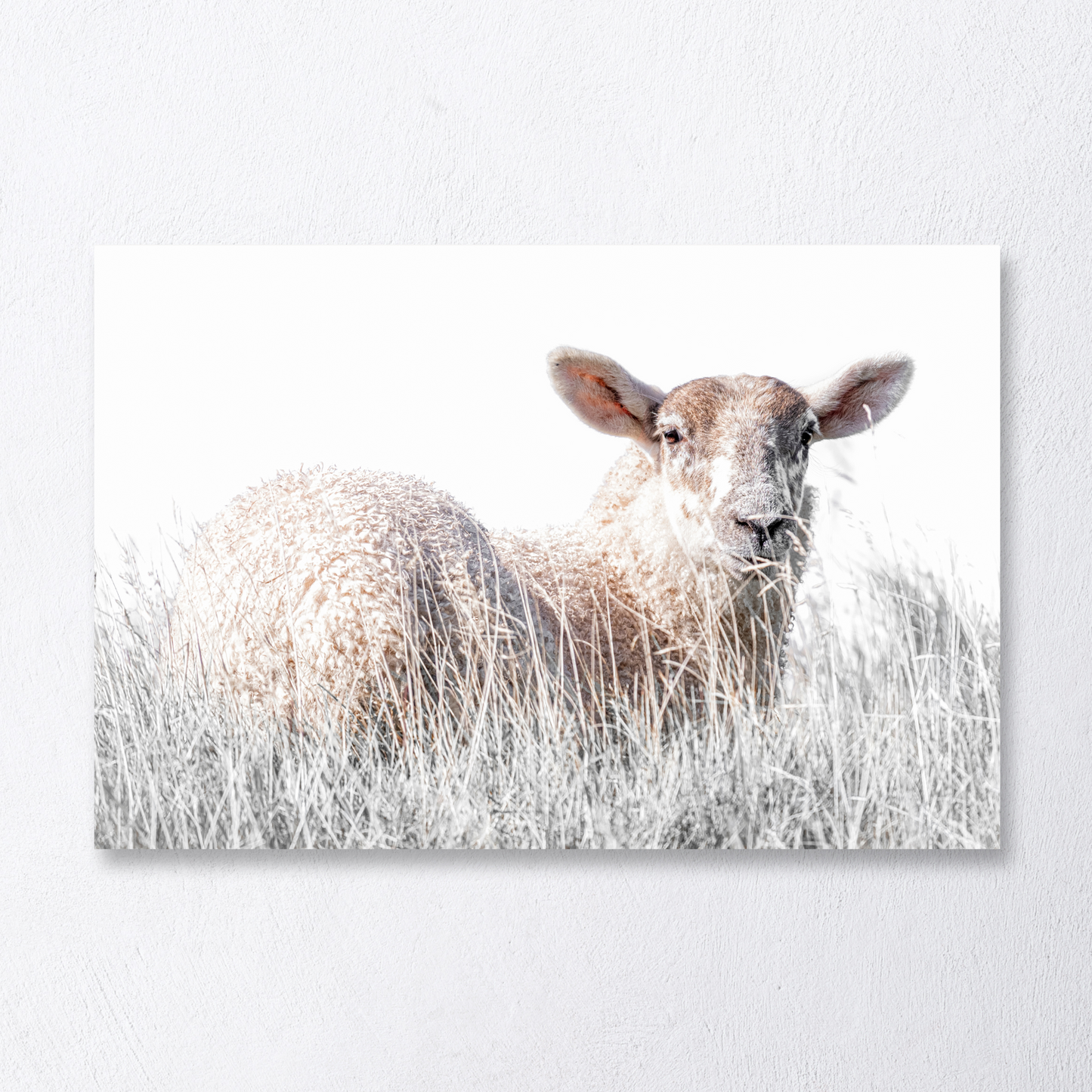 Sheep of Islay fine art portrait on white background. Scottish sheep portrait, Islay landscape-inspired art. Sheep of Islay in tall grass, fine art photography print. Sheep in tall grass fine art print from Islay, Scotland.