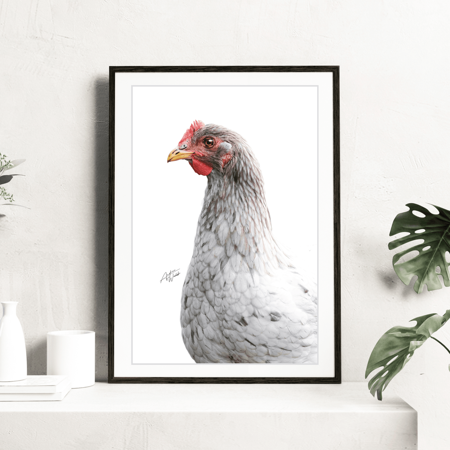 Grey Easter Egger Hen Print, Easter Egger Hen Art, White Background Hen, Hen Portrait, Chicken Photography, Farm Animal Art, Grey Hen Artwork, Easter Egger Chicken, Hen on White Background