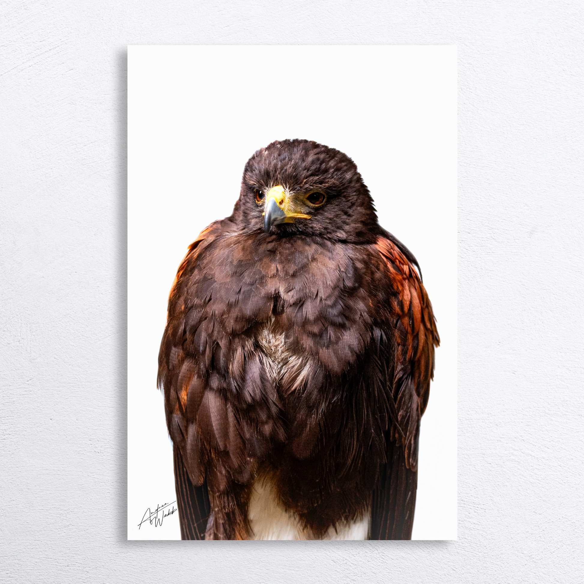 Harris hawk on white background, fine art portrait.
Majestic Harris hawk close-up, minimalist white backdrop.
Harris hawk portrait with piercing gaze on white background.
Powerful Harris hawk in fine art photography, clean white.
Harris hawk fine art print, close-up of intense expression.
Harris hawk with detailed feathers, minimalist white background.