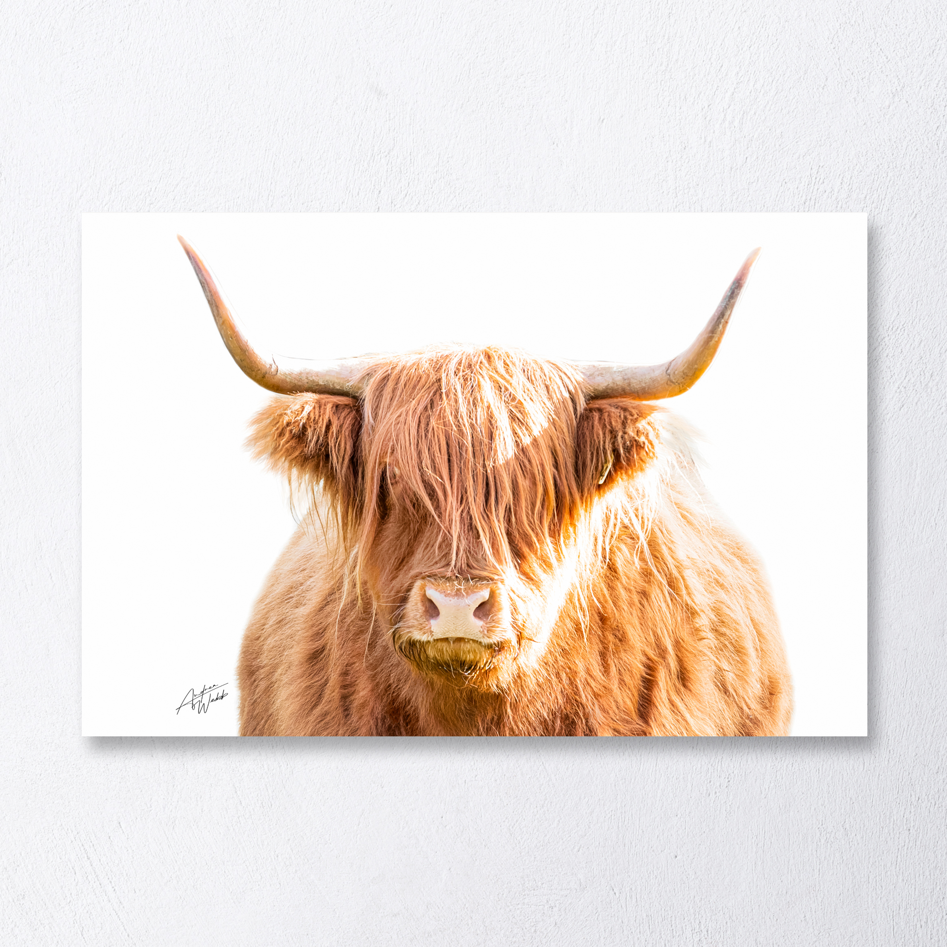 Highland cow forward-facing portrait on white background, fine art.
Up-close Highland cow with long coat and horns, minimalist white backdrop.
Highland cow fine art print, facing camera directly, white background.
Rustic Highland cow portrait on clean white background, Scottish charm.
Highland cow close-up forward-facing, fine art wildlife photography.
Iconic Scottish Highland cow, minimalist white background portrait.