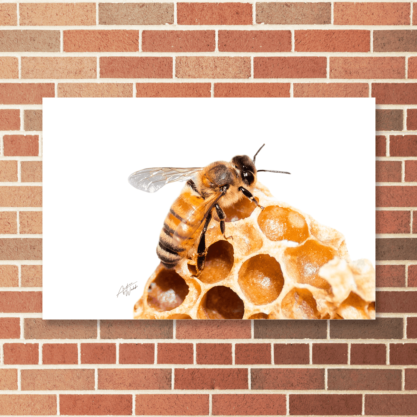 Honey Bee Print, Bee Art Print, White Background Bee, Honey Bee Portrait, Bee Photography, Insect Art, Honey Bee Artwork, Animal Fine Art, Bee on White Background, Detailed Bee Print