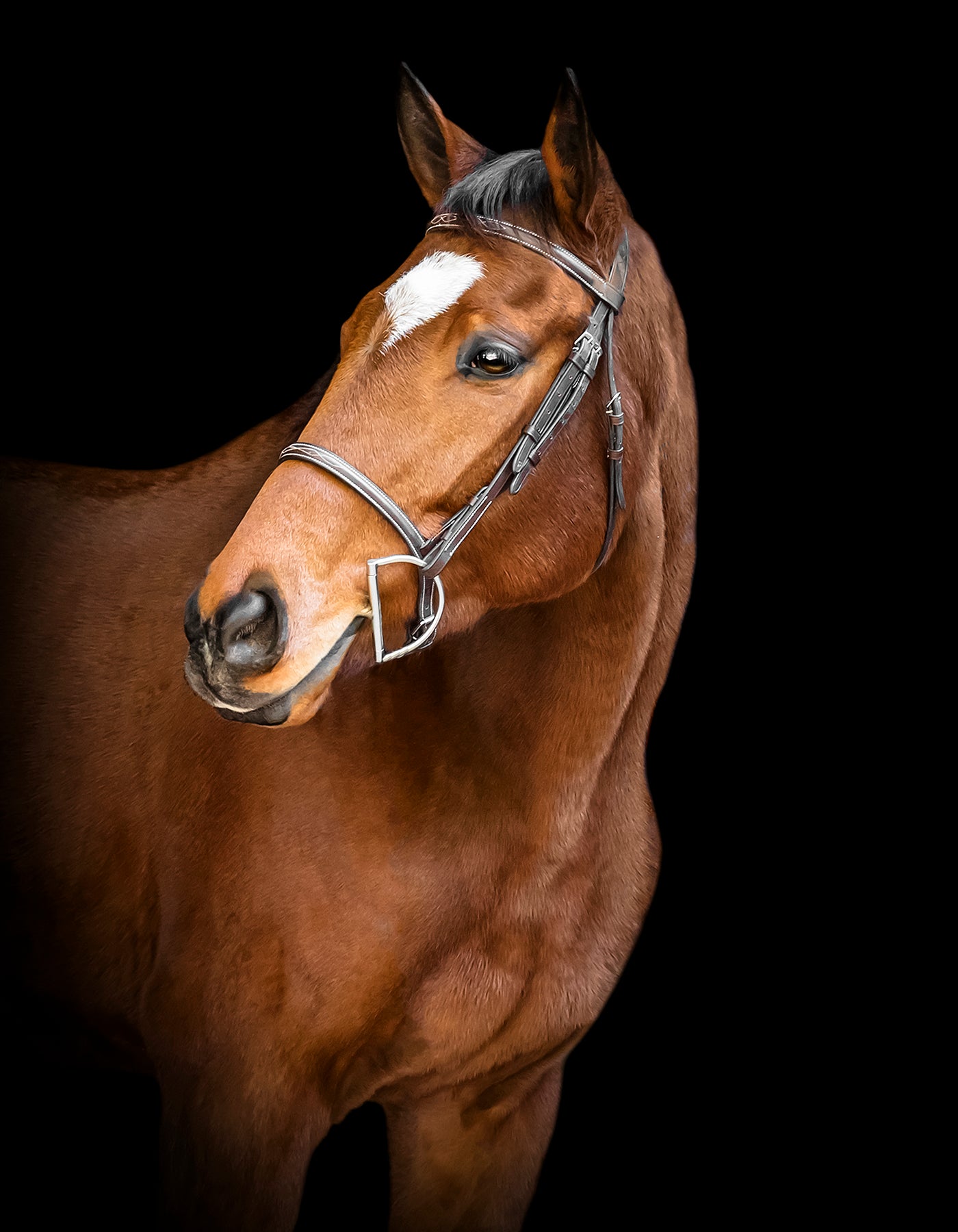 south Georgia horse photographer, south Georgia horse photography, Statesboro horse photographer, Savannah horse photographer, Georgia horse photographer, , black background horse photography near Savannah, white background horse photography near Georgia.