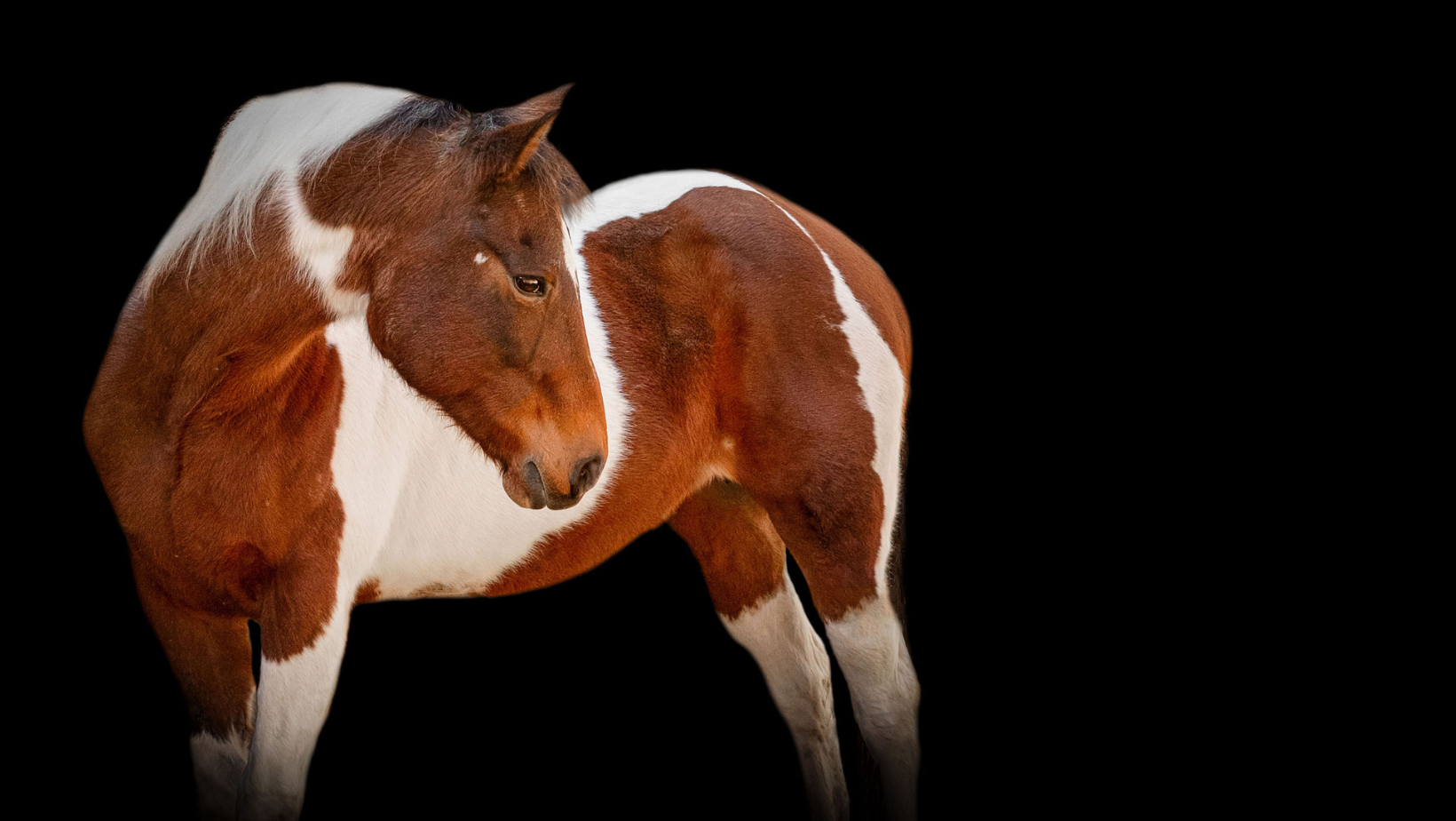 equine black background portraits Statesboro GA, horse portraits Statesboro GA, equine photography Statesboro GA, black background horse portraits Georgia, horse photographer near Statesboro GA