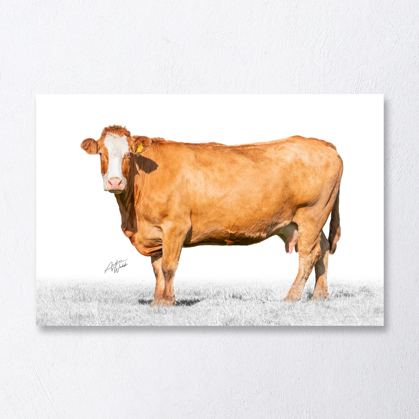 Luing cow on white background, fine art portrait from Islay, Scotland.
Scottish Luing cow standing sideways, minimalist white backdrop.
Luing cow portrait, looking at camera on white background.
Luing cow fine art print, Scottish cow on clean white background.
Side-view Luing cow on white background, rustic Scottish charm.
Close-up of Luing cow from Islay, Scotland, minimalist style.