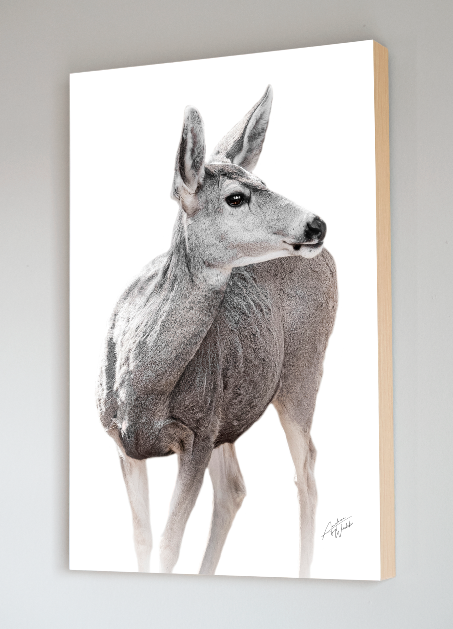 A beautiful mule deer doe featured on a white background. This Mule Deer doe portrait is available as a print, mounted print, standout print, and canvas. Mule deer photography. Mule deer art. Mule deer artwork. Mule deer prints. Mule deer canvases. Mule deer wall art. Mule deer gifts.