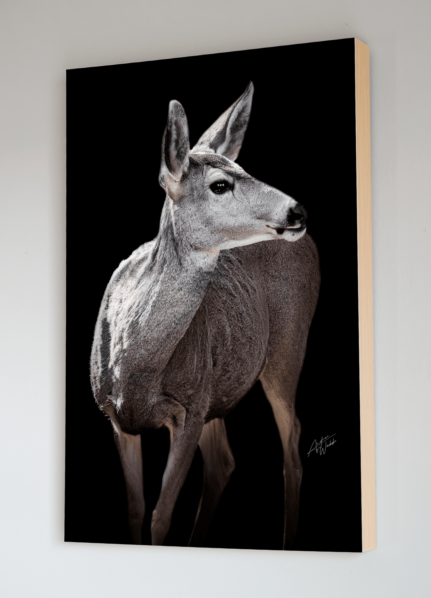 Mule Deer Doe on Black Background - Andrea Webb Photography